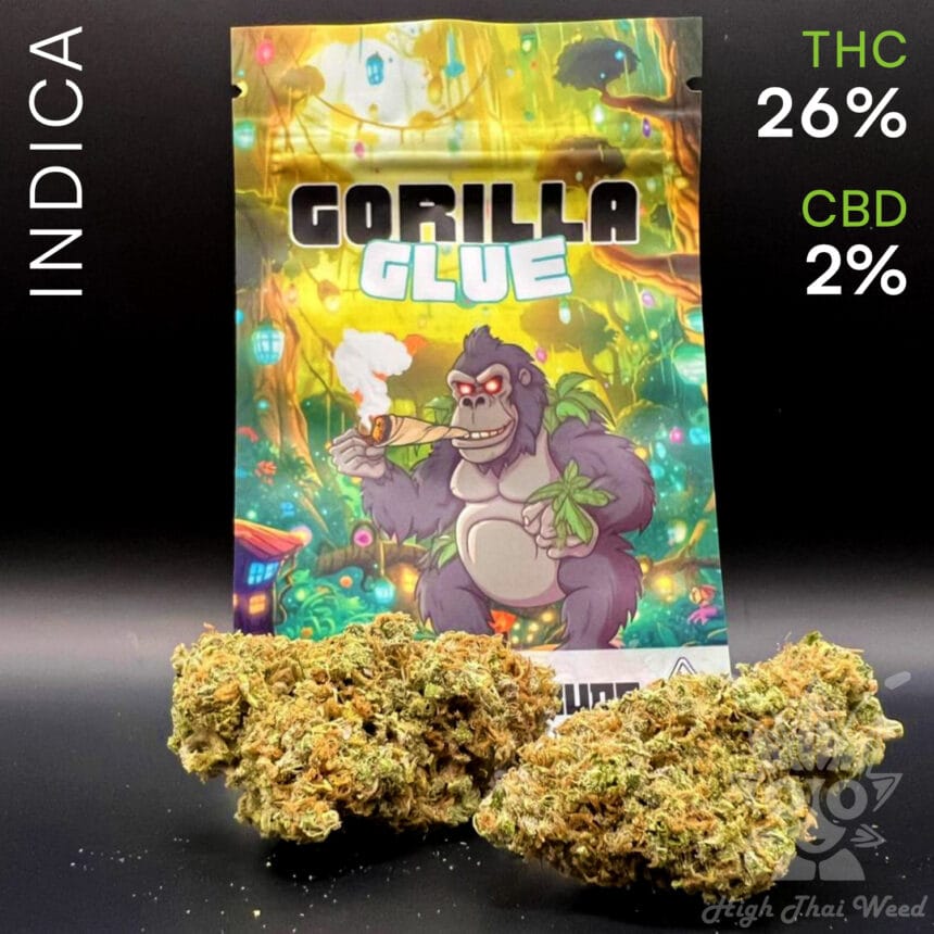 Gorilla Glue Cannabis Dispensary Buy Online Fast Thai Weed