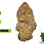 buy gelato 33 weed in thailand