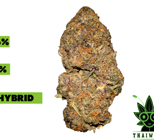 buy gelato 33 weed in thailand