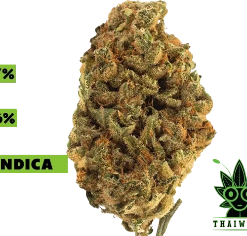 buy Baked Alien weed in thailand