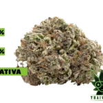 buy Disco Star weed in thailand