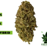 buy THC Bomb weed in thailand