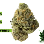 buy Garlic Star weed in thailand