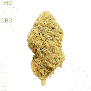 buy Blue Cheese weed in thailand
