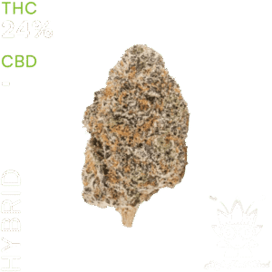 buy Gelato weed in bangkok