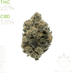 buy Girl Scout Cookies weed in bangkok