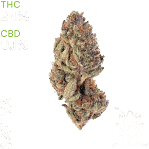 buy Sluricane Cookies weed in thailand