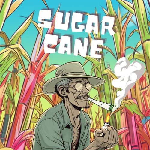 buy sugar cane weed in bangkok