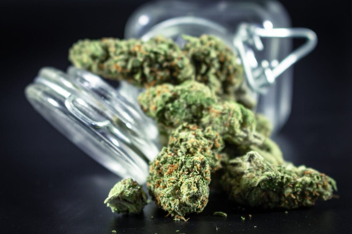 Jar of sativa weed cannabis for showcase