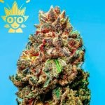 Permanent Rainbow s1 seed | High Thai Weed