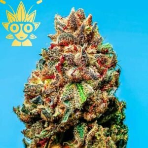 Permanent Rainbow s1 seed | High Thai Weed