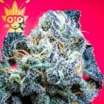 Lantz S1 seed | High Thai Weed