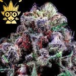 Jelly Roll S1 seed | High Thai Weed