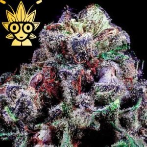 Jelly Roll S1 seed | High Thai Weed