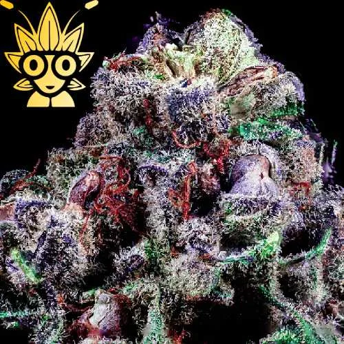 Jelly Roll S1 seed | High Thai Weed