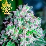 Dragon Breath s1 seed | High Thai Weed