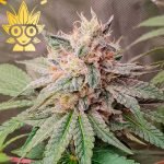 Persian Pie weed in bangkok High thai Weed