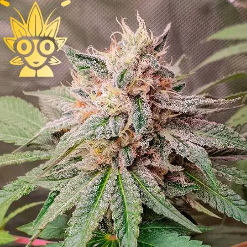 Persian Pie weed in bangkok High thai Weed Persian Pie weed in bangkok High thai Weed
