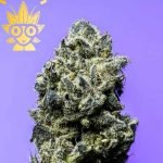 Dantes Inferno #6 s1 seed | High Thai Weed