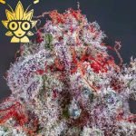 Sugar Baby S1 seed | High Thai Weed