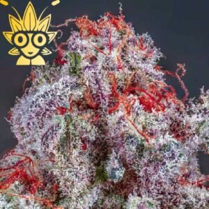 Sugar Baby S1 seed | High Thai Weed