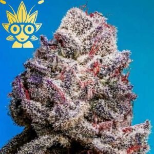 Blackberry Oreo Big Stuff s1 seeds | High Thai Weed