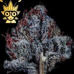 Miracle Mintz s1 seed | High Thai Weed