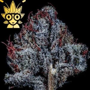 Miracle Mintz s1 seed | High Thai Weed