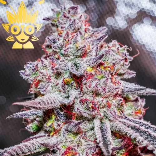CandyLand V2 s1 seed | High Thai Weed