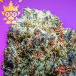 G-Spot s1 seed | High Thai Weed