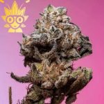 Queens Revenge s1 seed | High Thai Weed