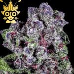 Marshmello Sprinklez s1 seed | High Thai Weed