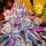 Cotton Candy Crunch seeds | High Thai Weed