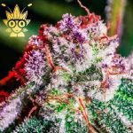 Grenadine S1 seeds | High Thai Weed