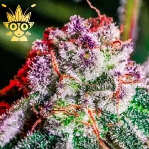 Grenadine S1 seeds | High Thai Weed