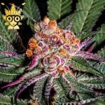 Platinum Grape Runtz seeds | High Thai Weed