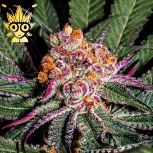 Platinum Grape Runtz seeds | High Thai Weed