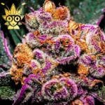 Platinum Grape Runtz seeds | High Thai Weed