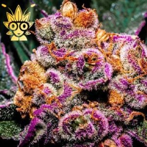 Platinum Grape Runtz seeds | High Thai Weed