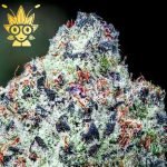 CANDYMAN s1 seeds | High Thai Weed