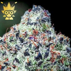 CANDYMAN s1 seeds | High Thai Weed