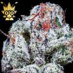 Dr. Big Sleep S1 seeds | High Thai Weed