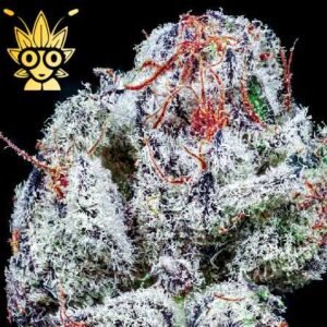 Dr. Big Sleep S1 seeds | High Thai Weed