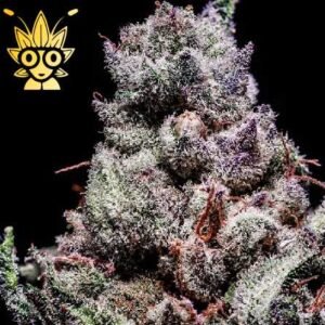 Grand Daddy Pluto S1 | High Thai Weed