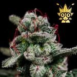 Chocolate Chip Pancakes seed | High Thai Weed