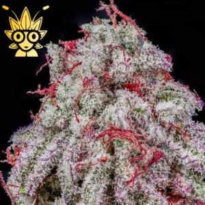 OREO BIG STUFF S1 | High Thai Weed