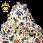 Oreo Stomper S1 seeds | High Thai Weed