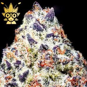 Oreo Stomper S1 seeds | High Thai Weed