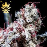 POWER s1 seeds | High Thai Weed