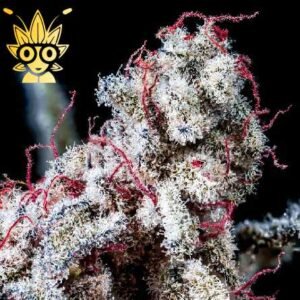 POWER s1 seeds | High Thai Weed